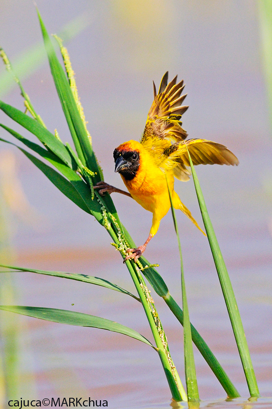 Northern Masked-weaver (Ploceus taeniopterus)