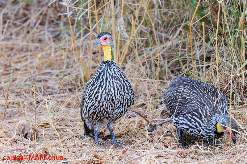 Yellow-necked Spurfowl (Francolinus leucoscepus)