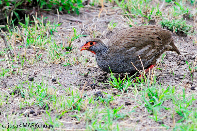 Red-necked Spurfowl (Francolinus afer)
