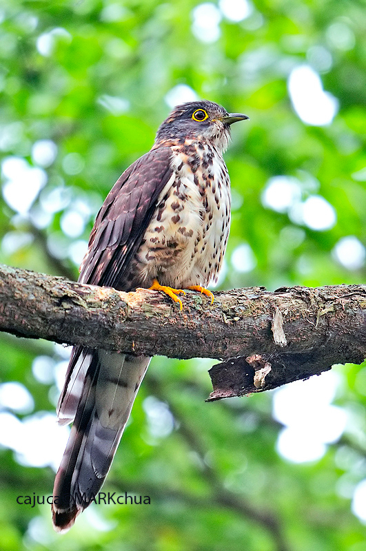 Large Hawk Cuckoo (Cuculus sparverioides) ; Juvenile