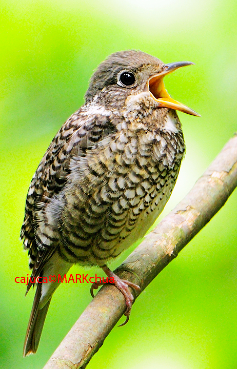 White-throated Rock Thrush, Female