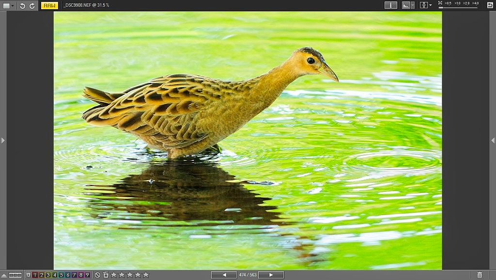  Watercock (Gallicrex Cinerea), Female