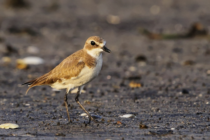 Greater Sandplover ( Charadrius leschenaultii )