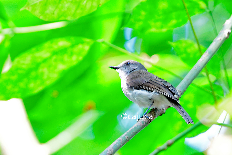 Mangrove Whistler (Pachycephala cinerea)