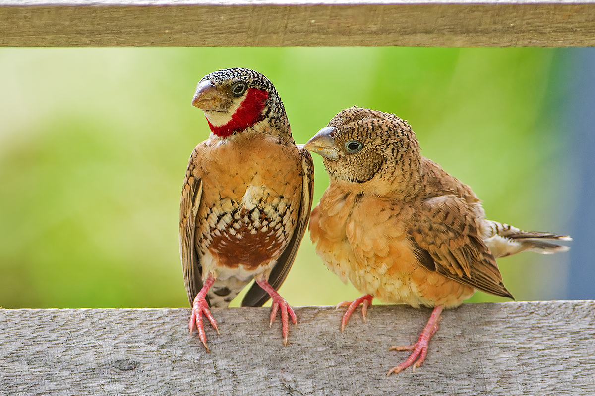 cut-throat finch (Amadina fasciata)