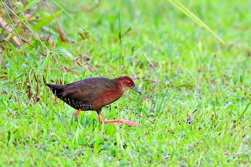 Ruddy-breasted crake (Porzana fusca)