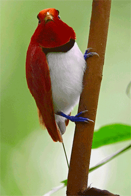 king bird-of-paradise (Cicinnurus regius) 