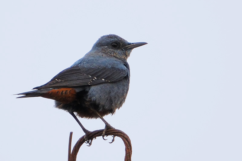  Blue Rock Thrush ( Monticola solitarius ) 