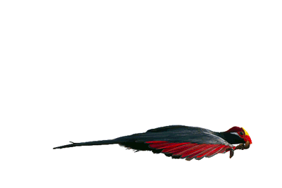 Untitled1vt600.gif