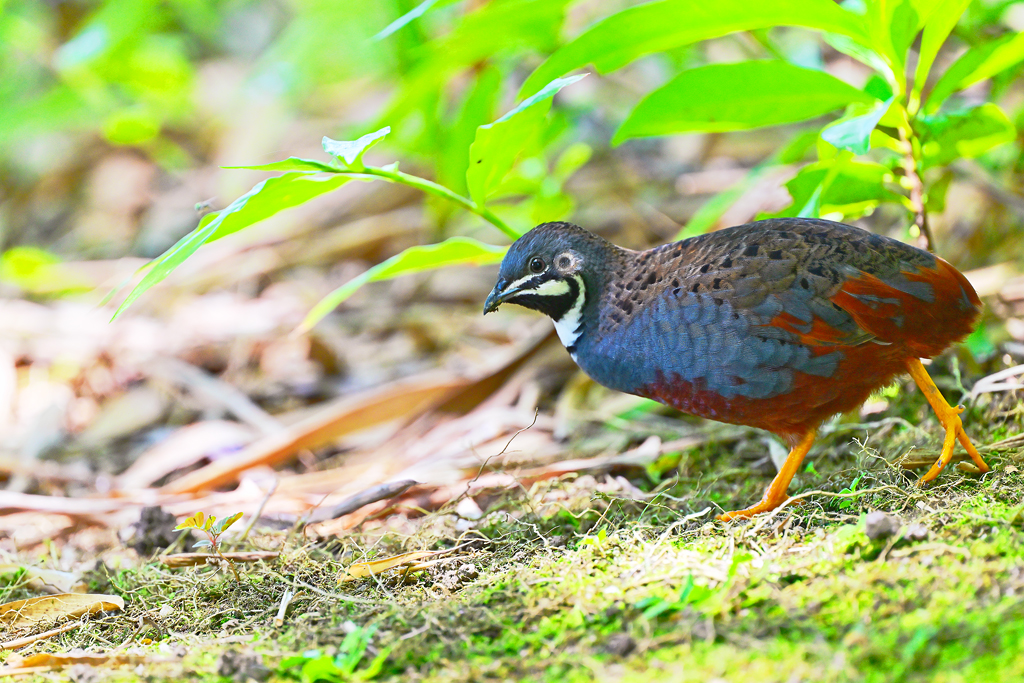 Blue-breasted Quail (Coturnix chinensis) 