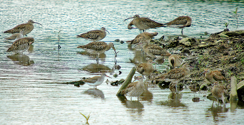 Whimbrel (Numenius phaeopus)