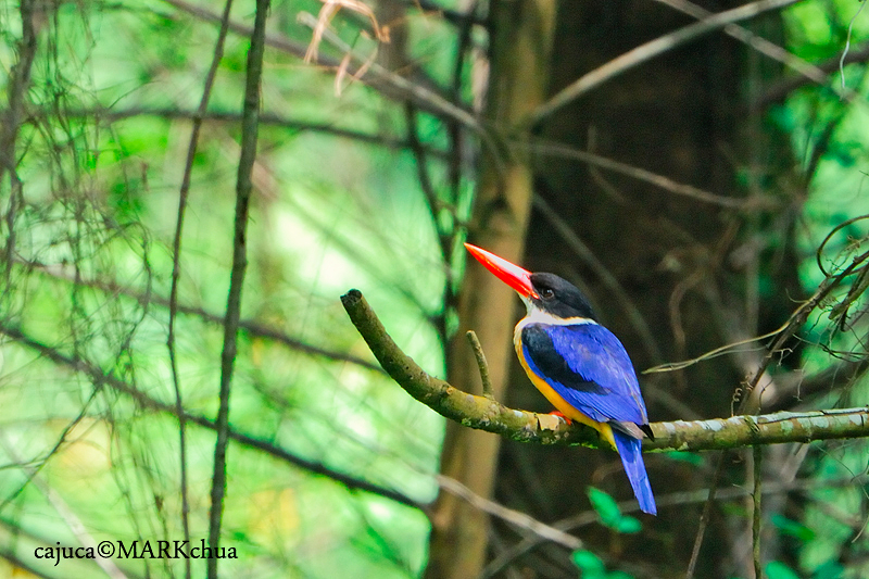 Black-capped Kingfisher (Halcyon pileata)