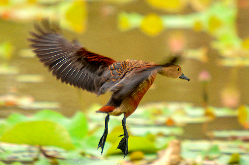 Lesser Whistling-Duck ( Dendrocygna javanica )
