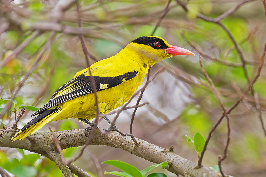 Black-naped Oriole (Oriolus chinensis)