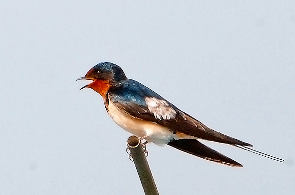 Barn Swallow (Hirundo rustica)