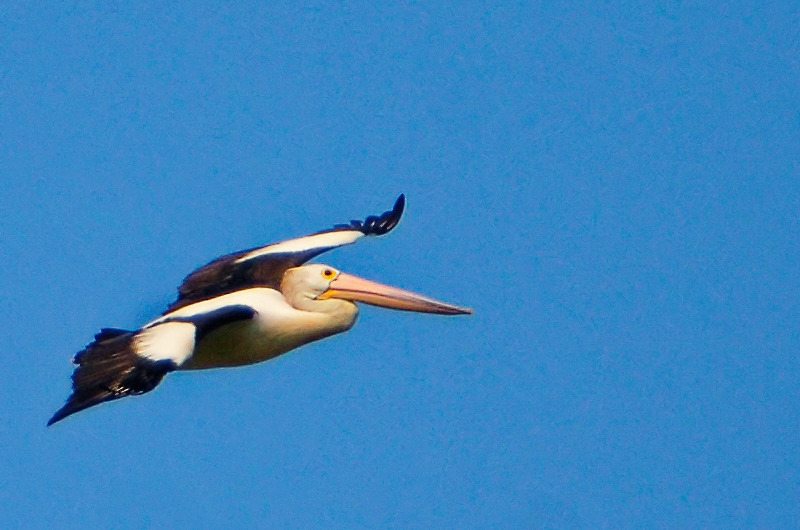 pelican