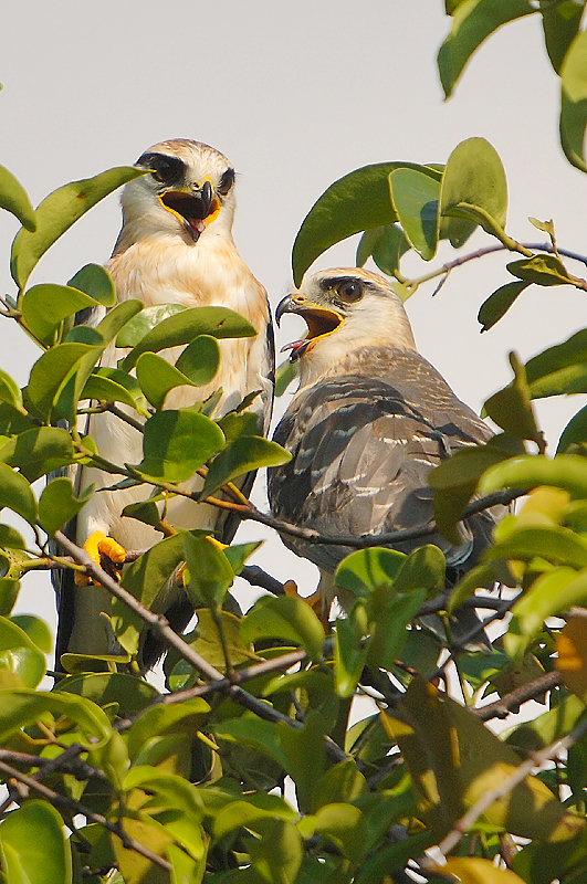 Black-winged Kite, Juvenile