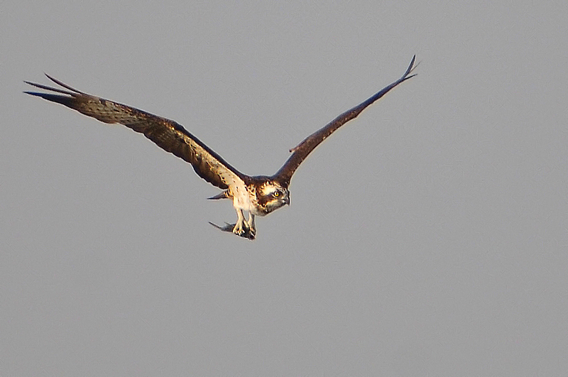 Osprey (Pandion haliaetus)