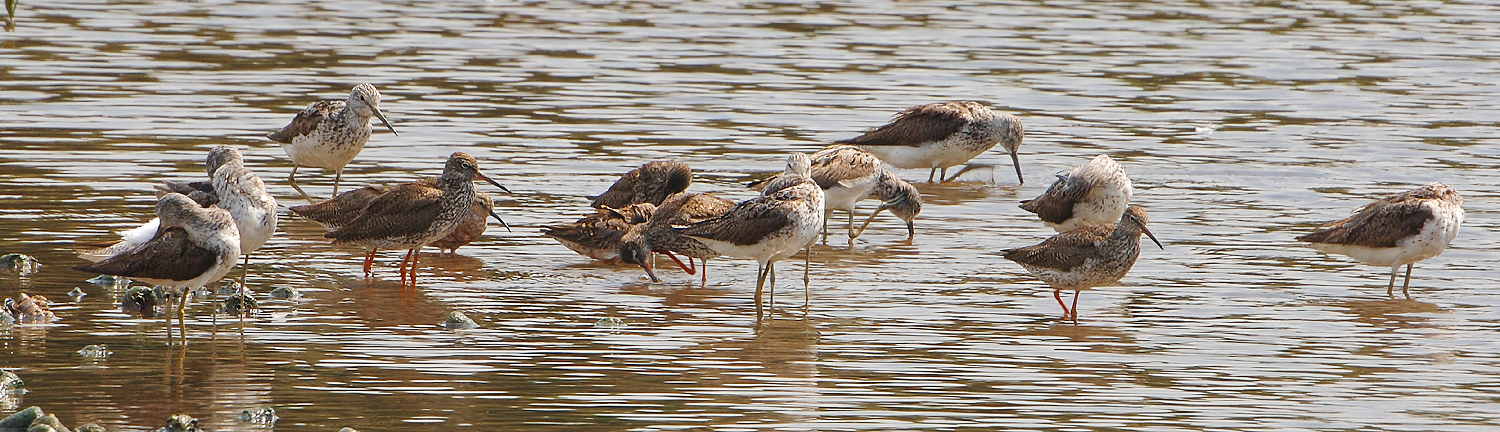 Common Redshanks and Greenshanks