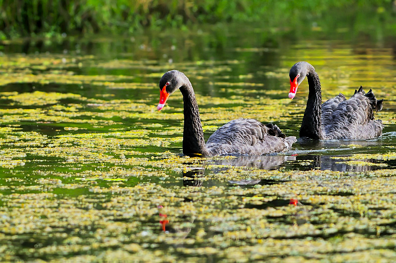 Black Swan ( Cygnus atratus )