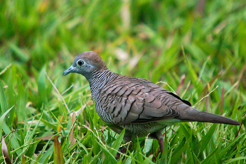 Zebra Dove (Geopelia striata)