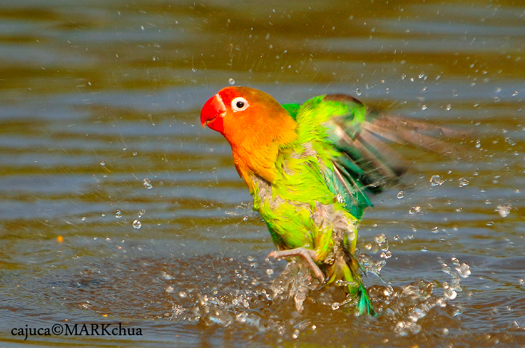 Fischers lovebird ( Agapornix fischeri)