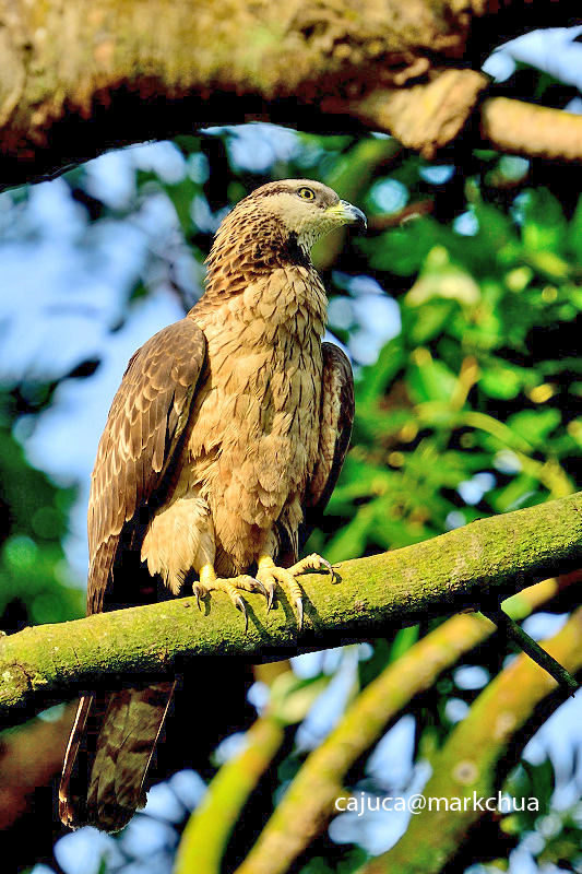Oriental Honey buzzard ( Pernis ptilorhynchus )
