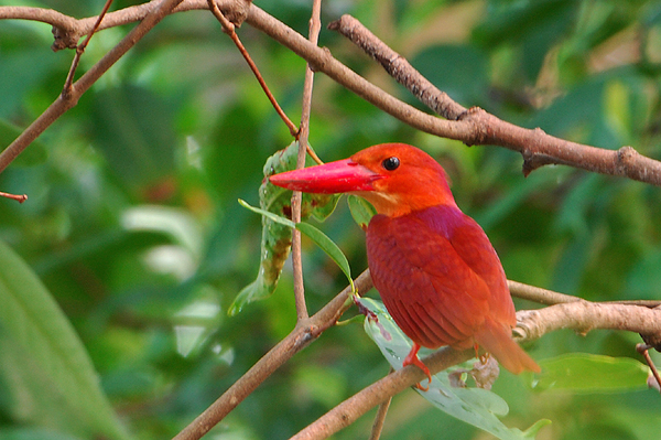 Ruddy Kingfisher - Male ( Halcyon coromanda )