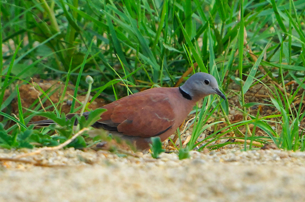 Red Collared Dove ( Streptopelia tranquebarica  )
