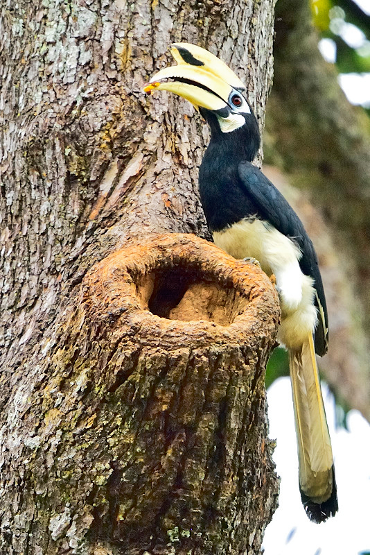 Oriental Pied-Hornbill ( Anthracoceros albirostris ) , male