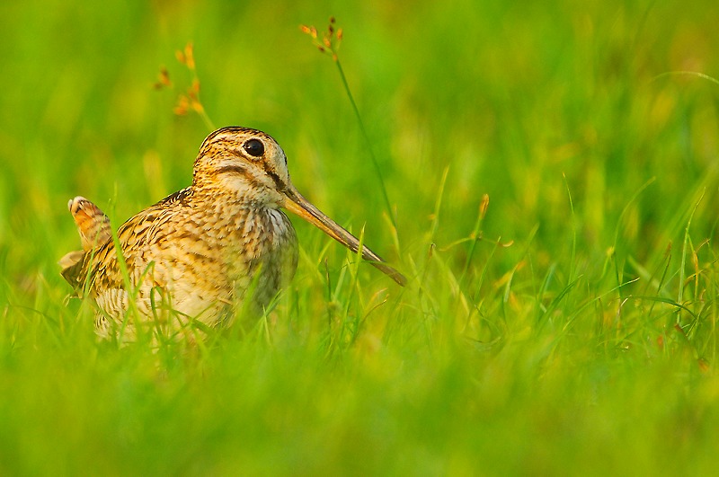 Swinhoes Snipe ( Gallinago megala )