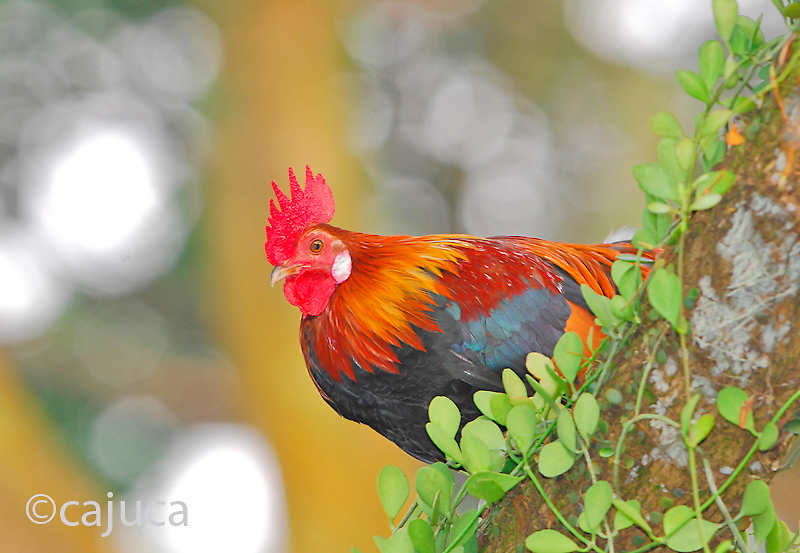 Red Junglefowl (Gallus gallus)