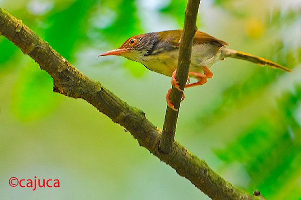Common Tailorbird ( Orthotomus sutorius )