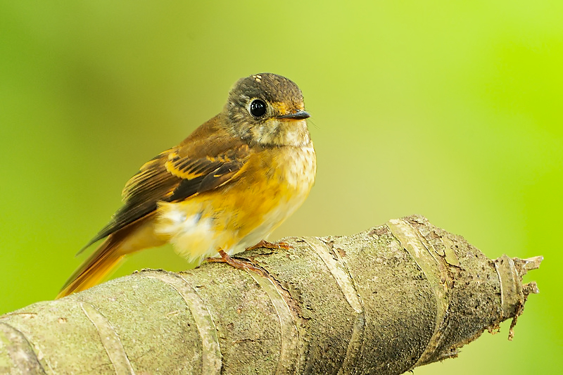 Ferruginous Flycatcher ( Muscicapa ferruginea )