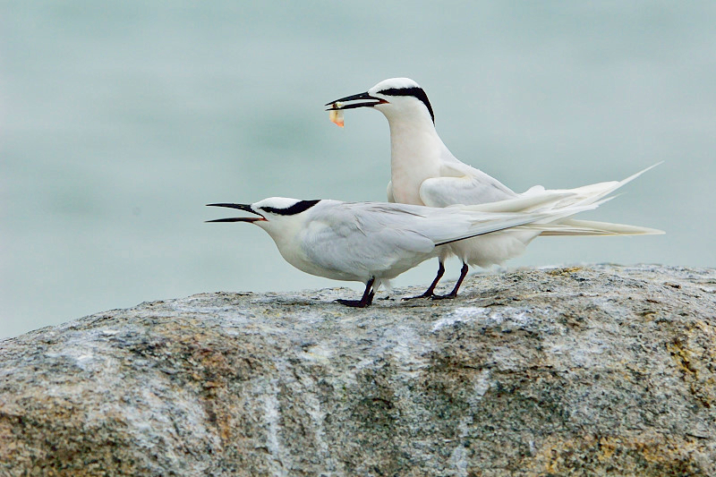 Black-naped Tern ( Sterna sumatrana )