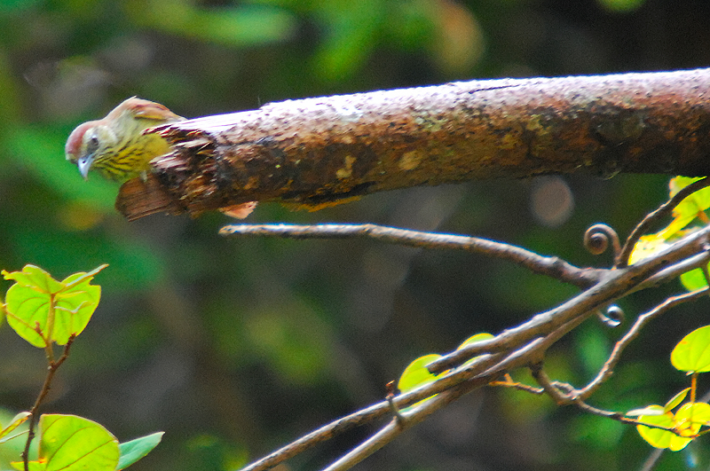 Striped Tit-babbler (Macronous gularis)