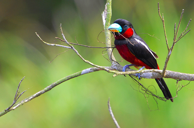 Black-and-red Broadbill ( Cymbirhynchus macrorhynchos )