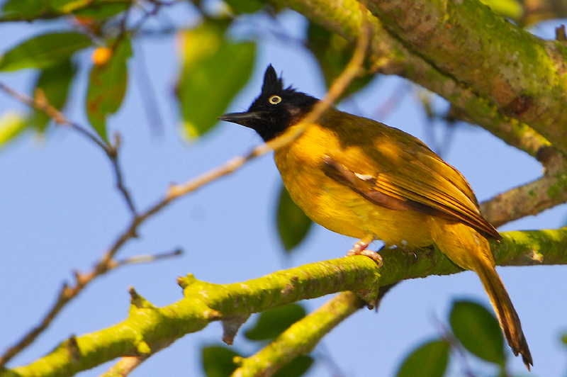 Black-crested Bulbul (Pycnonotus melanicterus)