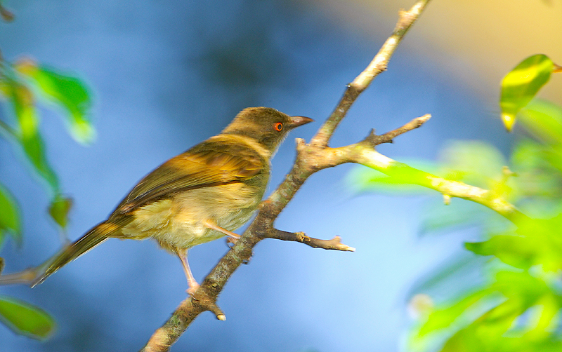 Red-eyed Bulbul (Pycnonotus brunneus)