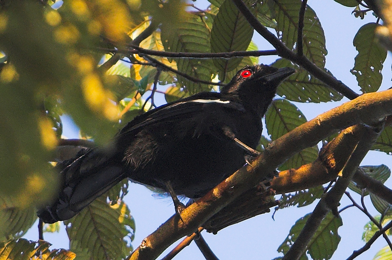 Black Magpie (Platysmurus leucopterus)
