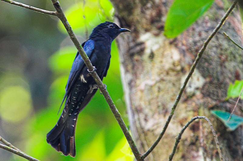 Asian Drongo-Cuckoo ( Surniculus lugubris )