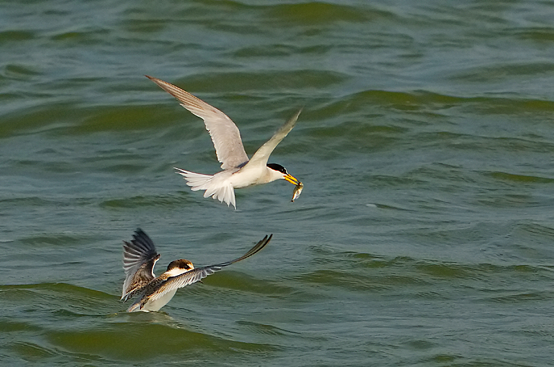 DSC_9541_filtered.jpg