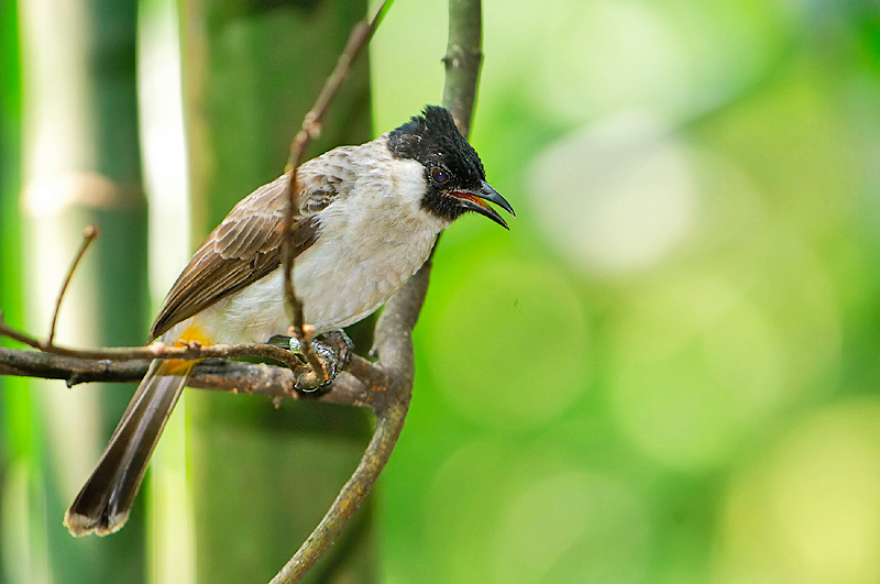 Sooty-headed Bulbul