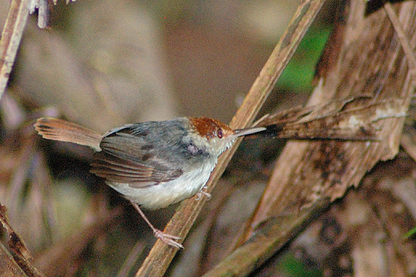 Rufous-tailed Tailorbird (Orthotomus sericeus)