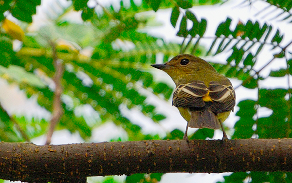 Yellow-rumped Flycatcher, Female  
