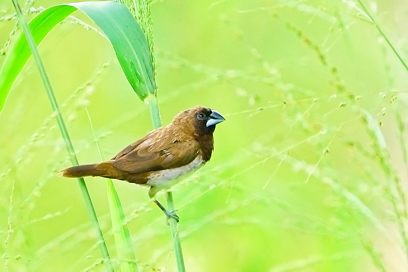 Javan Munia (Lonchura leucogastroides)