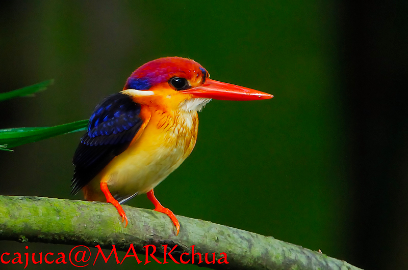 Ceyx erithaca, Oriental Dwarf Kingfisher