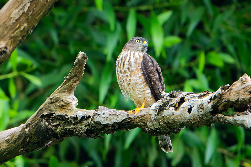 DSC_7281_filtered.jpg