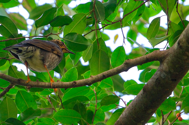 Siberian Thrush ( Zoothera sibirica )