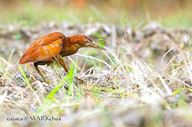 Cinnamon Bittern ( Ixobrychus cinnamomeus )